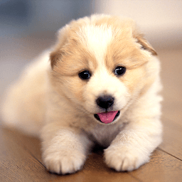 baby dog wallpaper