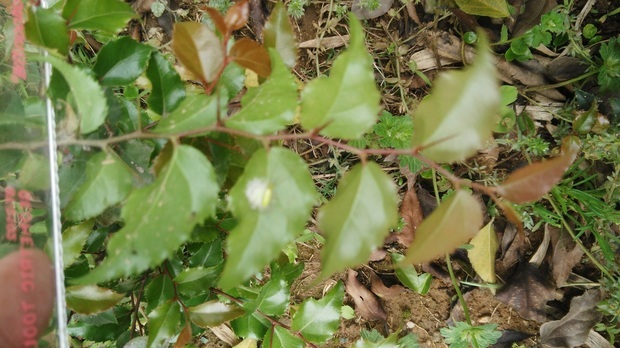 北方带刺的野生灌木图片