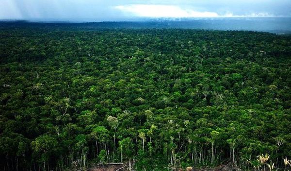问答列表  地区概况 亚马逊热带雨林,世界最大的森林,森林茂密,动植物