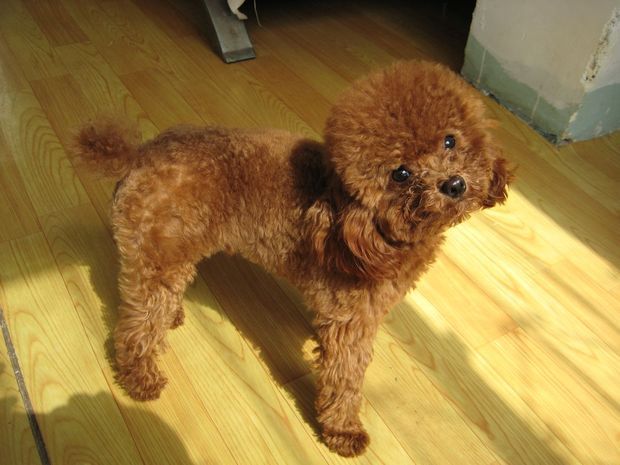 小学生适合养什么狗?