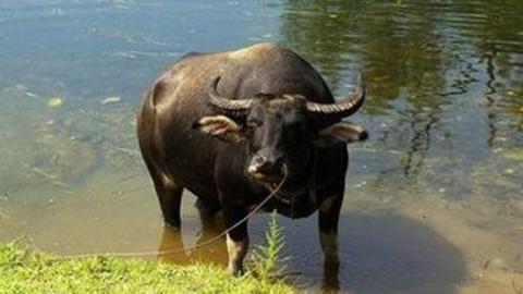 一頭水牛發火,分分鐘幹倒頭獅子只豹子條鱷魚!