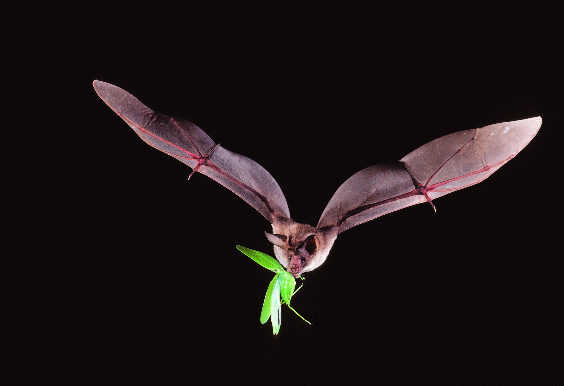 数据记录仪揭示神秘的蝙蝠疾病