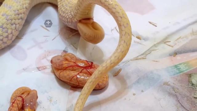 老虎生崽过程,真是百年难得一见,刚出生小老虎太可爱了!