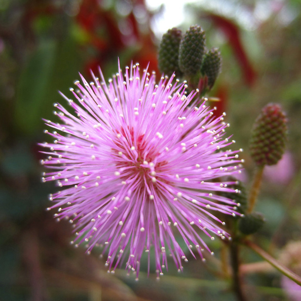 来源:豆科含羞草属植物含羞草mimosa pudica l的全草