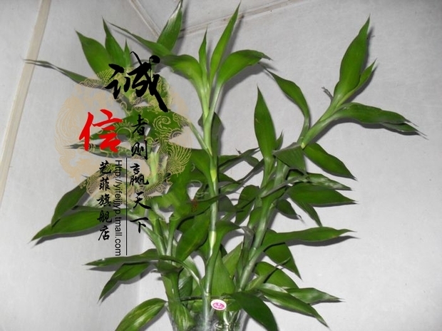 sanderiana,英语:lucky bamboo),原称辛氏龙树,别名竹蕉,万年竹