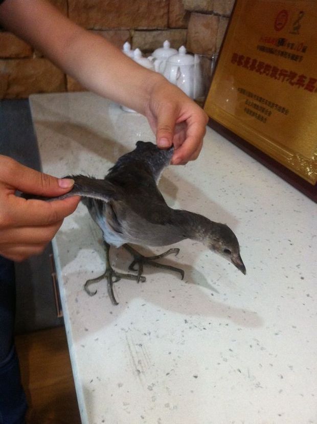 求鉴定,这是只什么鸟?灰黑色,绿色细长爪子.