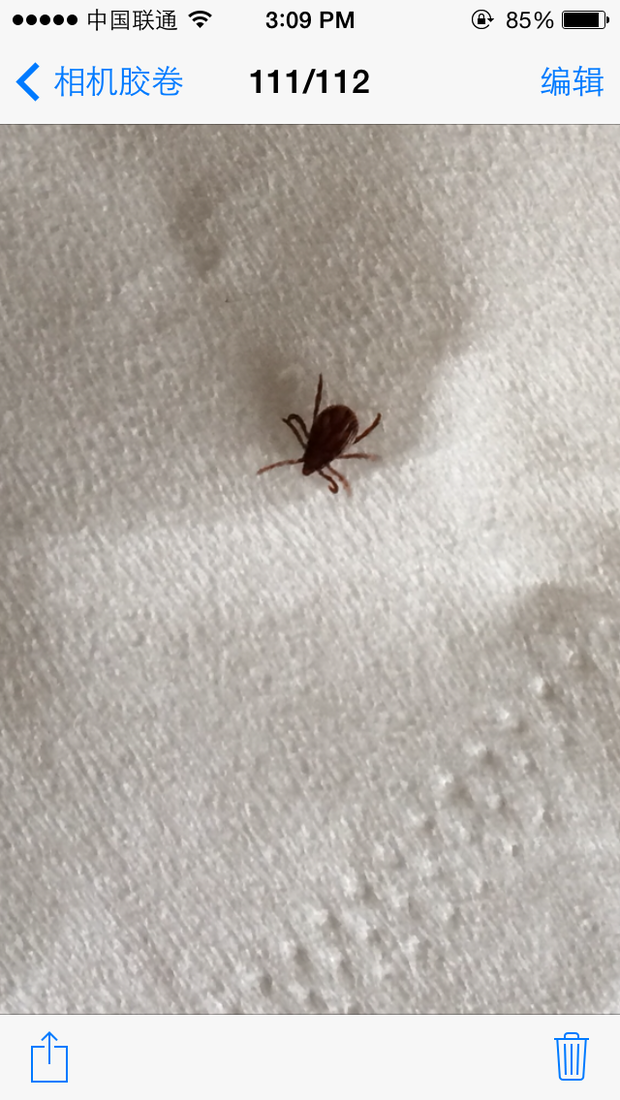 请问我在狗狗身上抓到的这个是什么虫子