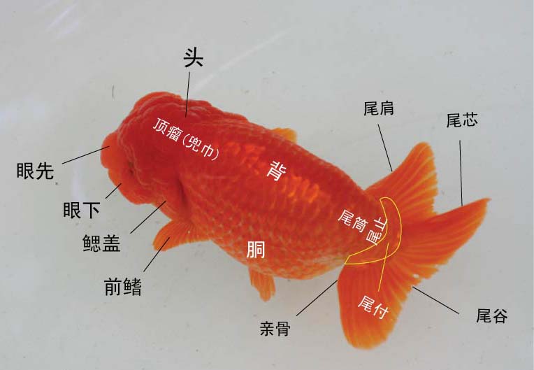 兰寿金鱼精品对照图图片