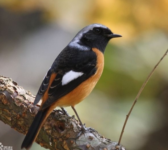 这是什么鸟?急急急