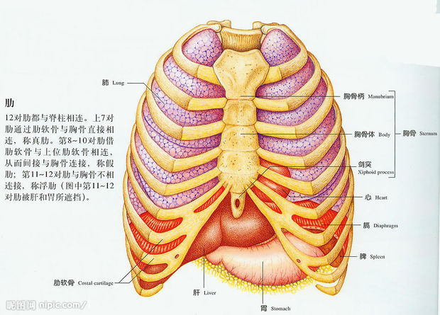 胸椎在什么位置图片