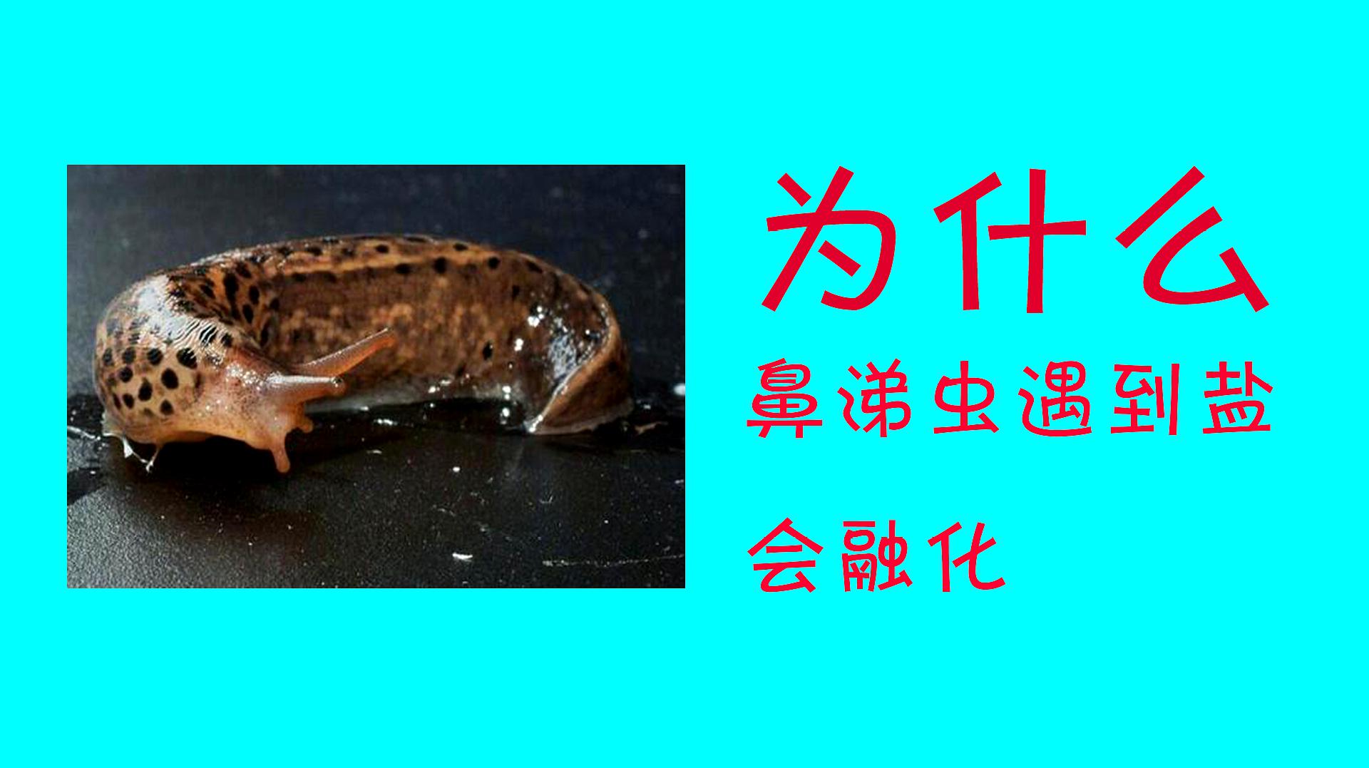 为什么鼻涕虫遇到盐,就会融化成水,这到底是怎么回事?