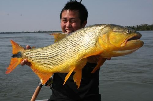 日本怪鱼猎人全球寻找惊悚外星鱼