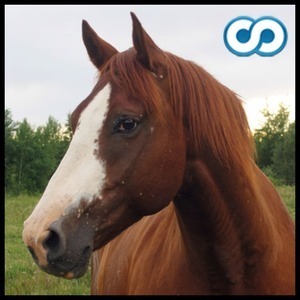 移动应用 马和小马品种琐事问答游戏