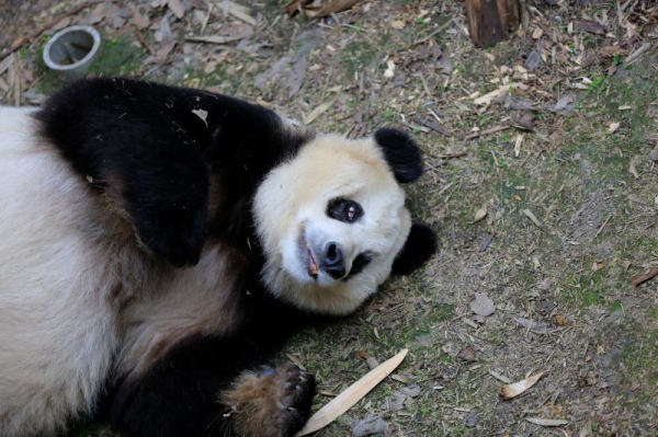 成都大熊猫基地最年长熊猫苏苏去世