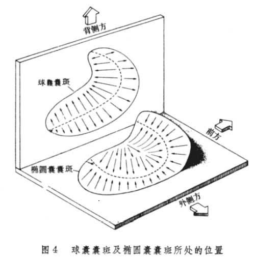 前庭器官
