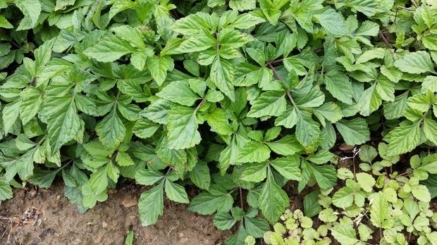 请问这叶子是什么药用植物?