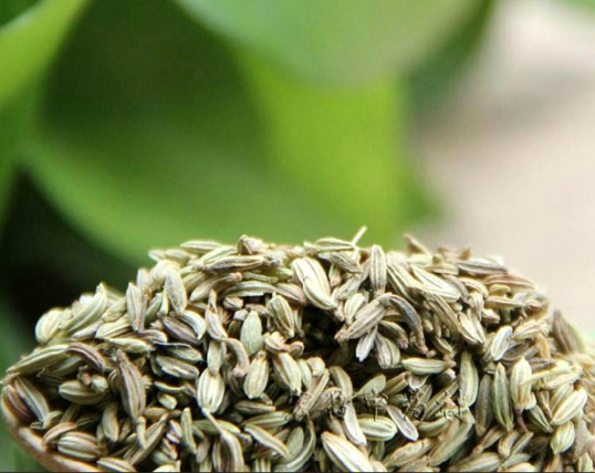 繖形花科 精油萃取部位:种子 最佳产地:英国 重要化学结构:甜茴香酮