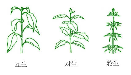 对生叶序的植物图片