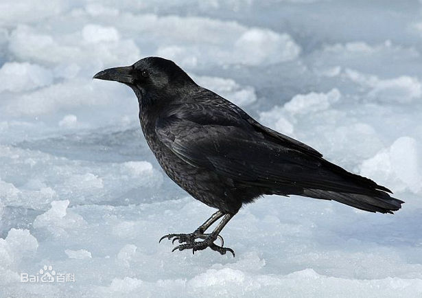 乌鸦的图片和相关资料