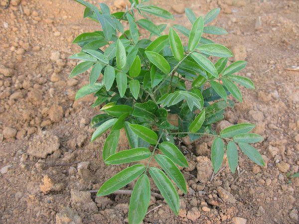 腰膝酸软 脾肾亏虚表现 不值钱的植物让你生龙活虎