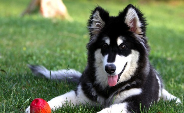 出售纯种健康的阿拉斯加犬 喜欢的朋友不要错过
