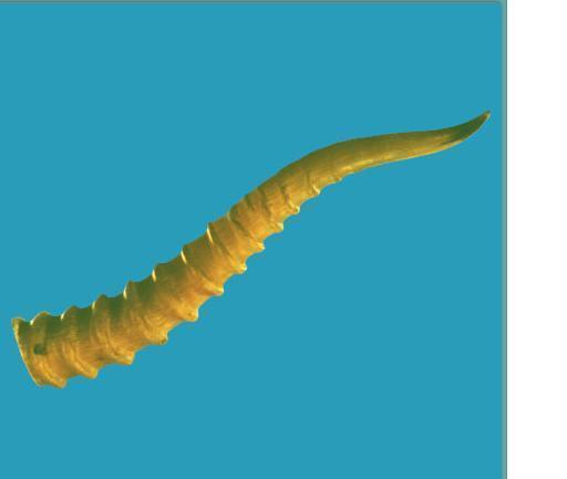 夜间模式 无图模式 a- a a  目录  简介   通天眼是指羚羊角内的一条