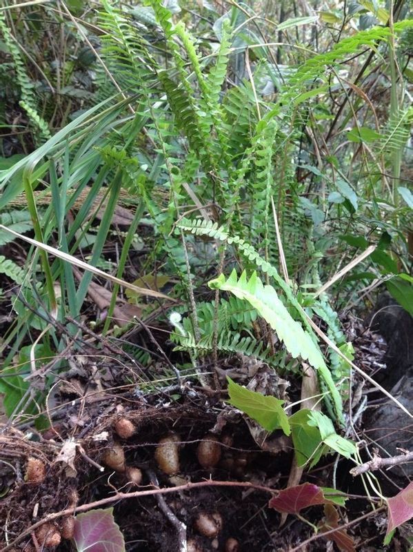 宝鸟蛋(客家话转译)能治什么病