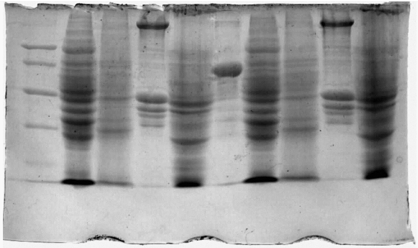 聚丙烯酰胺凝胶电泳是网状结构,具有分子筛效应,它有两种形式,一种