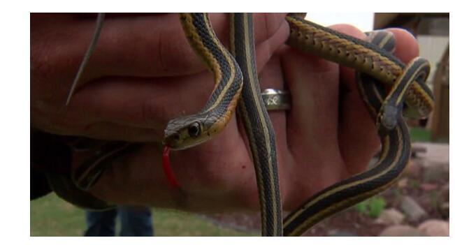 慎入!女子新家现百条蛇场面惊悚 花百万买的新房竟是"蛇窟"