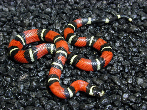 奶蛇 milk snake  学 名 lampropeltis triangulum  体 长 全长80-160