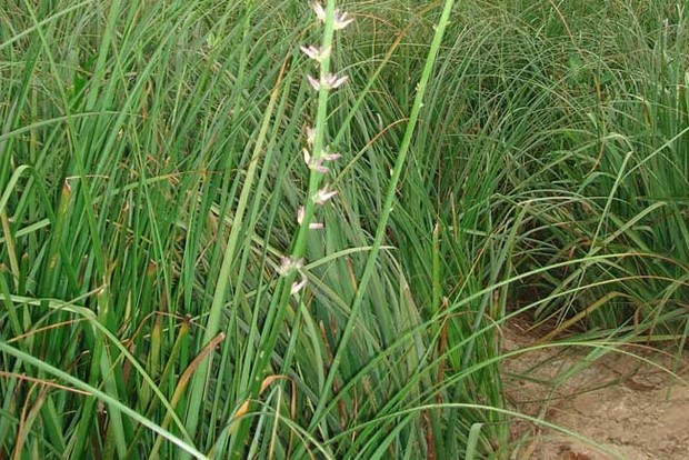 亳州知母種子價格知母籽批發知母苗子種植基地