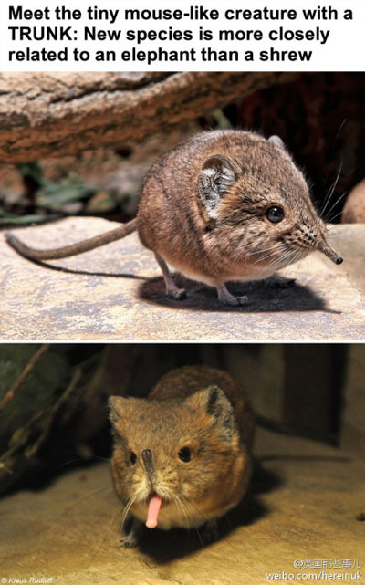 英国发现了新物种:圆耳象鼩,看上去像长了长鼻子的老鼠,但是像食蚁兽