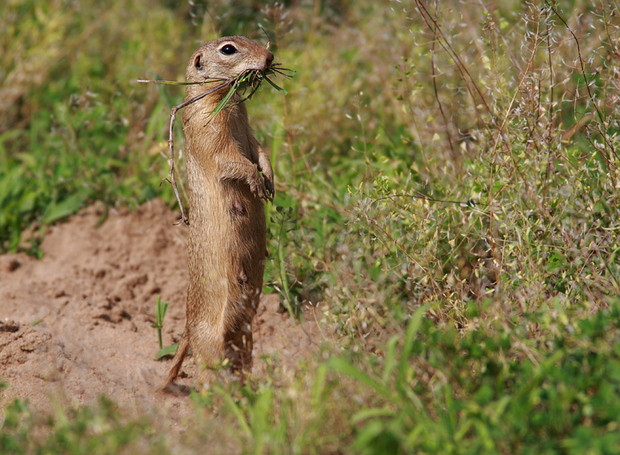 谁能帮我抓几只黄鼠 不是黄鼠狼 谢谢了
