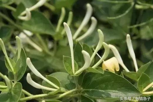 广西壮族自治区蒙山县5名外来务工人员,误食断肠草中毒死亡.