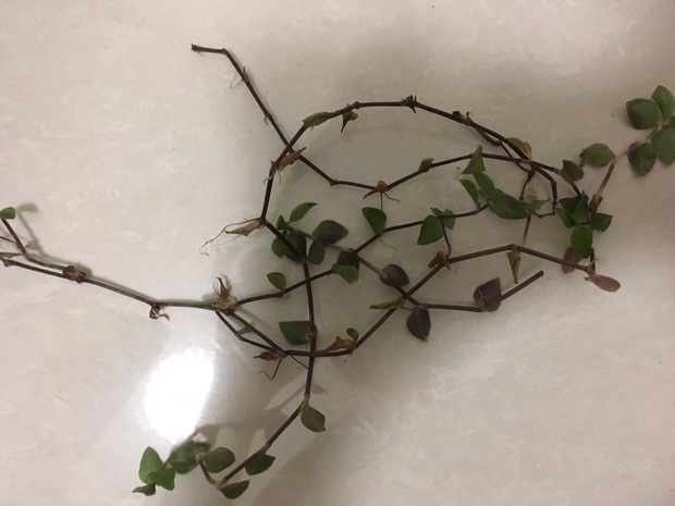 这是什么植物     铺地锦竹草中文学名铺地锦竹草别 称翠玲珑