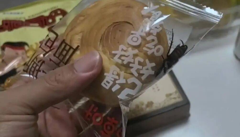 袋装面包现活蟑螂