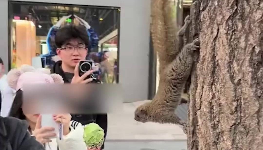 西湖松鼠被喂成松猪